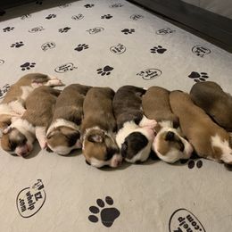 Cardigan Welsh Corgi Puppies from Penfro Corgis