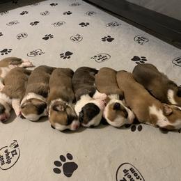 Cardigan Welsh Corgi Puppies from Penfro Corgis