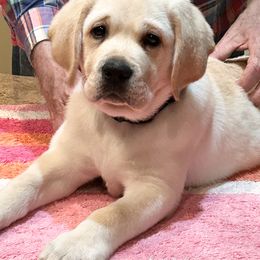 Labrador Retriever Puppies from Flashylabs  AKC GR CHAMPION SIRED