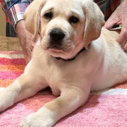 Labrador Retriever Puppies from Flashylabs  AKC GR CHAMPION SIRED
