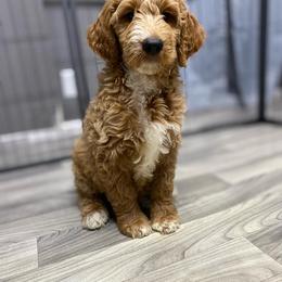 Goldendoodle Puppies from Totally Texas Doodles