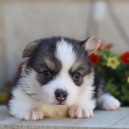Annie - Black and tan female Pembroke Welsh Corgi puppy in Caliente, California from Rafter Cross 7
