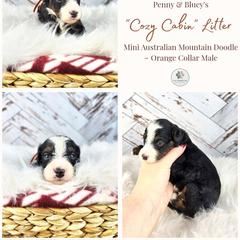 Timber - male Australian Mountain Doodle puppy in Grand Rapids, Michigan from The Kindred K9