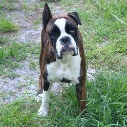 Cat - Boxer