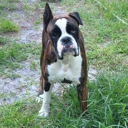 Cat - Boxer