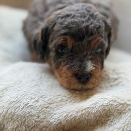 Banjo - Merle male Bernedoodle puppy in Statesville, North Carolina from Loves legacy Doodles