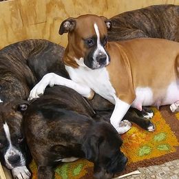 Boxers from Hoodaddy's Boxers