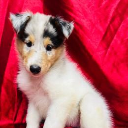 Mazie - White merle female Collie puppy in Groveland, Florida from Palmhaven Collies