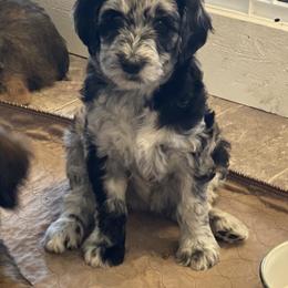 Poodle and Aussiedoodle Puppies from Signature Doodles