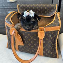 Coco Chanel KB Black - Black and tan female Yorkshire Terrier puppy in North Chelmsford, Massachusetts from Coastal Yorkshire Terrier Yorkies & Biewer Terriers