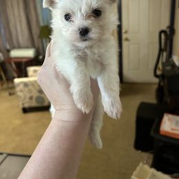 Maltese Puppies from Missy's Maltese