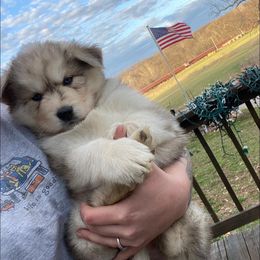 Siberian Husky Puppies from North Valley Huskies