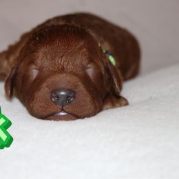 Hulk - Red  male Poodle puppy in Sheridan, California from Renegade Standard Poodles
