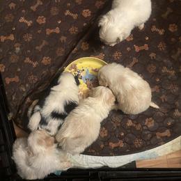 Spoken For - Black and white male Japanese Chin puppy in Elkview, West Virginia from Almost Heaven