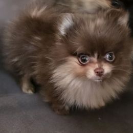 Girl 1 - Chocolate merle female Pomeranian puppy in Jacksonville, Florida from L'Orlean Kennels