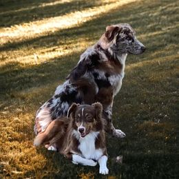 Australian Shepherds from Southern Blessed Farm