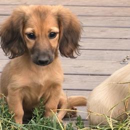 Patty - Cream female Dachshund puppy in Conway, Missouri from Ozark Mountain Kennel