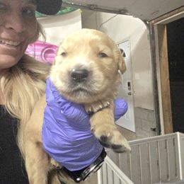 Comet - Golden male Golden Retriever puppy in Greenbrier, Tennessee from Glambleberry Goldens