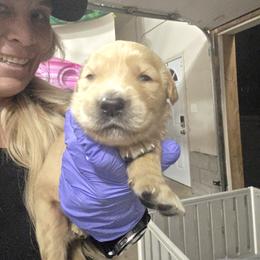 Comet - Golden male Golden Retriever puppy in Greenbrier, Tennessee from Glambleberry Goldens