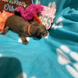 Orange collar male - Red male Dachshund puppy in Pleasant Plains, Arkansas from JGBs Dachshunds