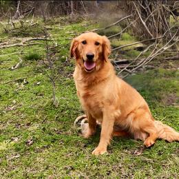 Gracie - Golden female Golden Retriever puppy in Ohatchee, Alabama from The Golden Life