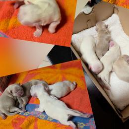 Girl 2 - Lilac female Shih Tzu puppy in Houston, Texas from Shih Tzu Houston