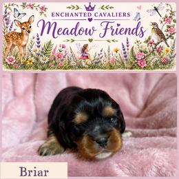 Briar - Black and tan female Cavalier King Charles Spaniel puppy in Auburn, Washington from Enchanted Cavaliers