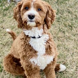 Leo - Australian Labradoodle