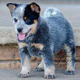 Okeene - Blue male Australian Cattle Dog puppy in Fairview, Oklahoma from Flying D Kennels