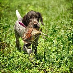 German Wirehaired Pointer Puppies from RipTide Kennels