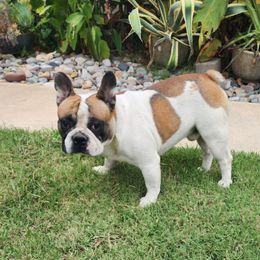 Walter - French Bulldog