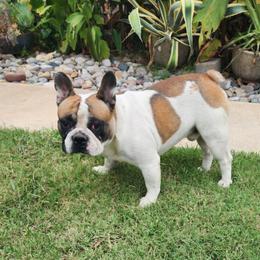 Walter - French Bulldog