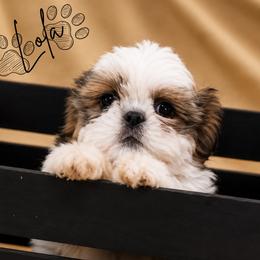 Lola - Gold and white female Shih Tzu puppy in Bennett, Colorado from Victorio Boxers & Shih-Tzu's