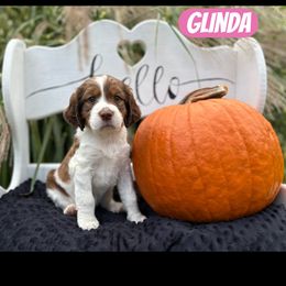 Glinda - Red and white female English Springer Spaniel puppy in Plainwell, Michigan from Homegrown Springers