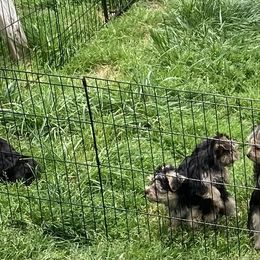 Maltese, Morkie, and Yorkshire Terrier Puppies from Mountain Top Hot Tailz