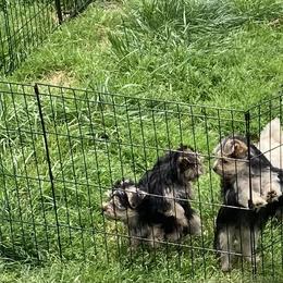 Maltese, Morkie, and Yorkshire Terrier Puppies from Mountain Top Hot Tailz