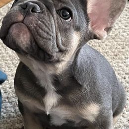 French Bulldogs from K&O Welbred French Bulldogs