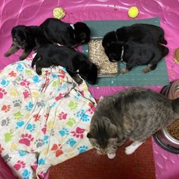 German Shepherd Puppies from Jemira Kennel