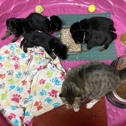 German Shepherd Puppies from Jemira Kennel