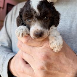 Timber - with training - Brown male Poodle puppy in Boonville, North Carolina from Doods & Dolls