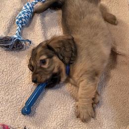 Blue collar male - Cream male Dachshund puppy in Madison, Indiana from Jensen Dobermans and Dachshunds