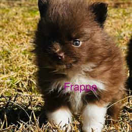 Frappe - Chocolate parti female Pomeranian puppy in Monroe, Georgia from Beastly Beauties Huskies & Pomskies