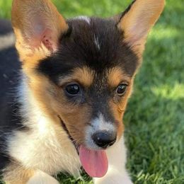 Pembroke Welsh Corgis from Sdpups