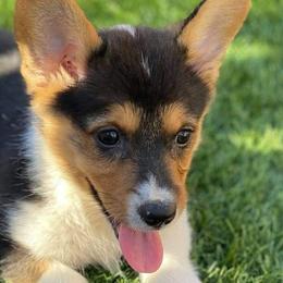 Pembroke Welsh Corgis from Sdpups
