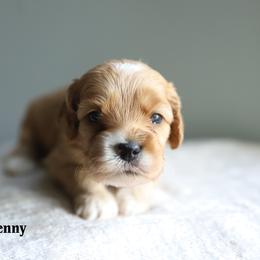 Jenny - Red female Cockapoo puppy in Canastota, New York from Silver City Cockapoos