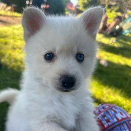 Bobby - White male Pomsky puppy in Coeur D'alene, Idaho from PNW Pomskys