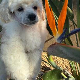 Dolly - White female Poodle puppy in Lake Elsinore, California from Amber's Bichon Frise and Poodles