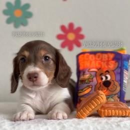 Scooby-Doo - Piebald male Dachshund puppy in Chandler, Arizona from Vonaducci Doxies, LLC.