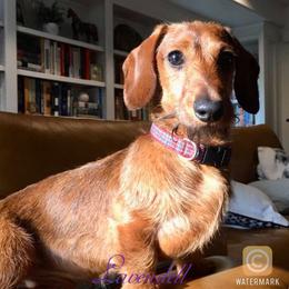 Dachshund Puppies from Lavendell Dachshunds
