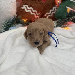 Dark Blue - Apricot male Goldendoodle puppy in Bakersfield, California from Lavish Doodles